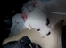 Jackrussel girls