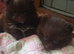 Pomeranian puppies ready 26th Aug taking deposits now