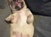 Brussels Griffon