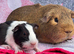 Guinea pigs gorgeous bonded boys
