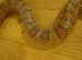 Female Normal Corn Snake approx 4.5 ft - 5 ft