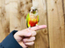 Pineapple conures