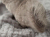 Lovely female kit chinchillas