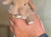 2 Stunning Baby Mini Lops