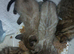 4female bengals looking for loving homes
