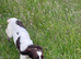 Young Springer dog looking for the best of homes!