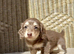 Standard Long Haired Daschund Female