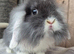 Mini Lion lops 1 boy left 1