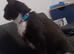 long hair female cat