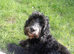 Delightful Cockerpoo Puppies for sale to good forever home
