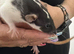 Beautiful baby rats 3 girls and 6 boys available