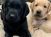 Gorgeous Home bred Chunky Labrador puppies
