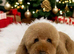 Quality True mini Cavapoo puppies in Eastleigh