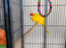 Kakariki