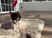 Jack Russell short leg girl puppy
