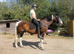 Safe and Easy 15hh Mothers Dream Dream Cob
