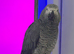 Female African grey, very talkative