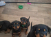 Beautiful pup's for sale