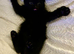 4 month old kitten for re homing