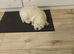 Cockapoo puppy girl