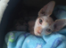 Sphynx kitten for sale