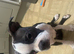1 Boston terrier Boy with Haggerty spot