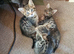 Bengal x kittens