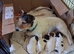 Stunning Jack Russell's ,Hastings