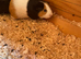 Five young female guinea