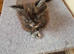 Maine coon kittens