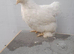 Pekin bantam chickens