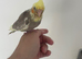 Baby cockatiel