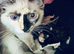 Beautiful Ragcoon Kittens