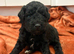 Miniature cockerpoo puppies