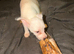 Jack Russel Terrier Pups