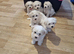 Bichon Frise Only One Left Champion Bloodline
