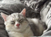 Silver tabby male