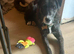 Denson needs a patient home