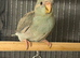 Kakariki baby&rsquo;s