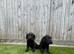 Health tested Ftch line Labrador pups.