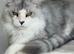 Stunning Maine coon available