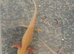 Axolotls for sale &pound;10 each
