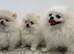 Asian Pomeranian Stud DNA tested