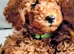 EXTENSIVELY DNA TESTED! MINIATURE POODLE PUPPIES