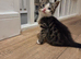 Playful happy kittens