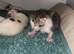 Tabby kittens