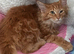 Mufasa Needing A Urgent Home.