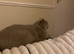 Beautiful lilac male Bsh