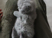 British shorthair 6 weeks