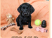 Doxiepoo for sale